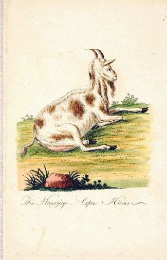 ANTIQUE PRINT ,GOAT ,Weigel/Bechstein,1793/1809  