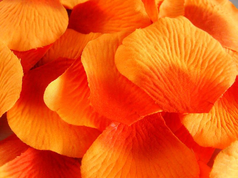 100 TWO TONE ORANGE QUALITY SILK ROSE PETALS/ CONFETTI  