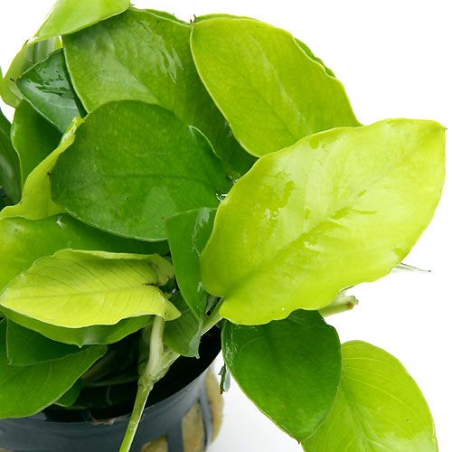 Anubias barteri var. nana Golden 5   Live plant moss  