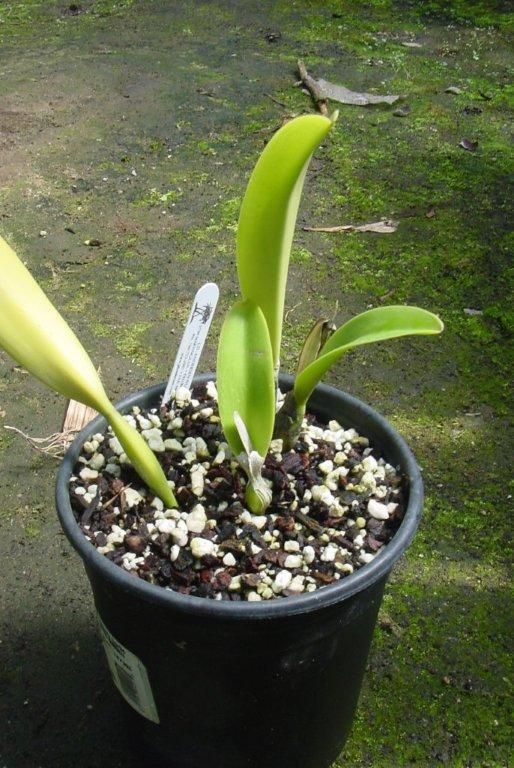 Cattleya trianae Live Christmas Orchid Flower Plant1g  