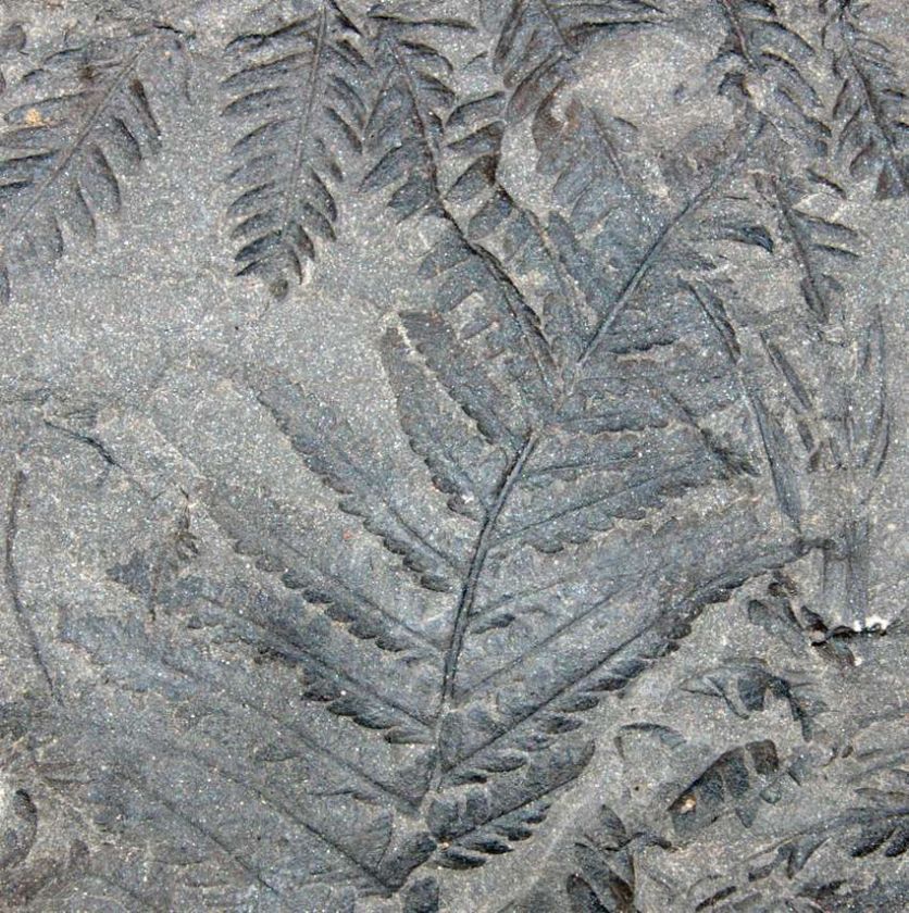 Pecopteris plumosa  Fossil Plant .Superb  