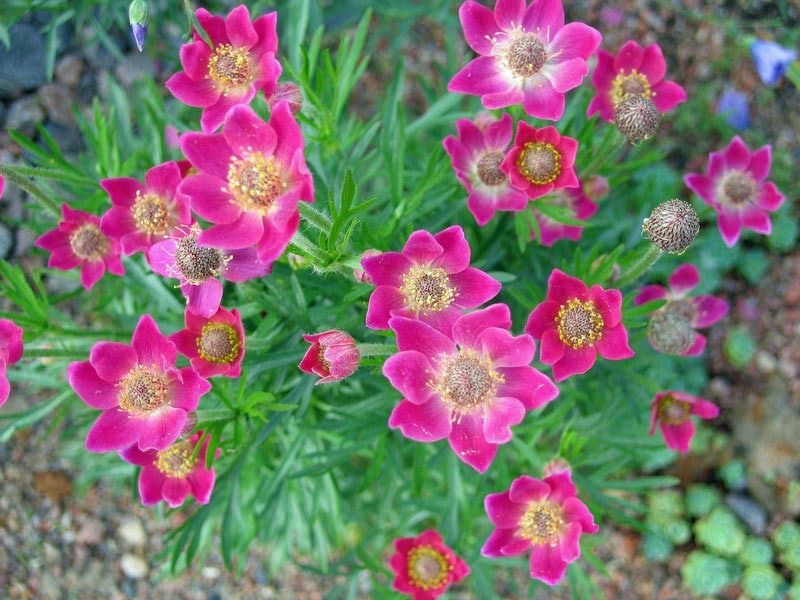 ANEMONE MULTIFIDA RUBRA PERENNIAL 1 PKT x 20 SEEDS  