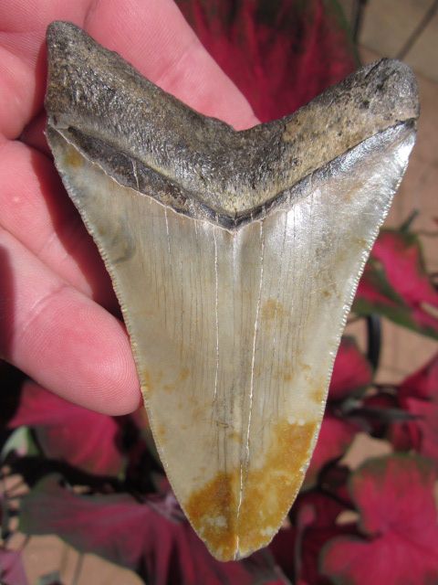 16 MEGALODON SHARK Tooth Fossil Teeth ATLANTIC USA  