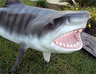 Big Tiger Shark fish Replica MOUNT  Rows of Real teeth 94 inches 