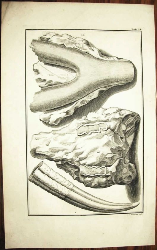 1729   FOSSIL WALRUS TUSK   naturalist Scheuchzer engr  