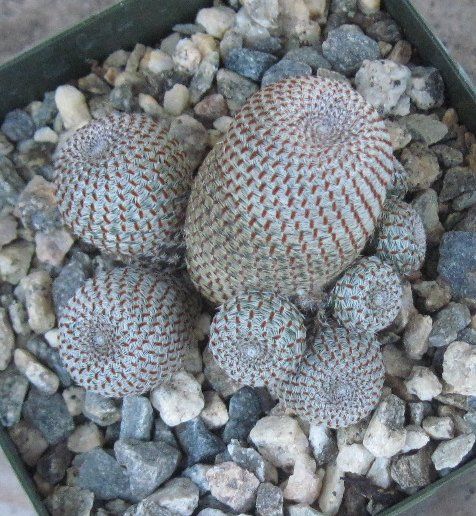 Rebutia heliosa Silver Bronze Matted Spines Great Flowers  