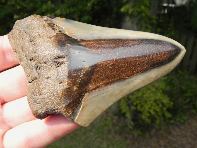 75e Megalodon fossil shark tooth SUPREME WHALE KILLER  