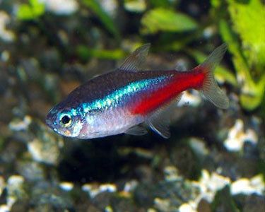 10 Live beautiful tropical neon tetra fish freshwater 006  