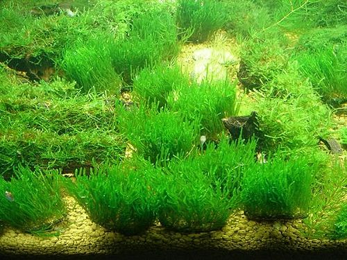 Flame Moss Stone   Live Aquarium Plant FISH TANK java  