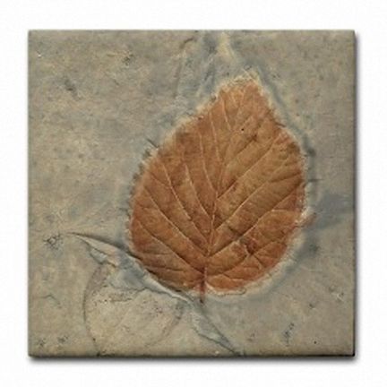 Leaf Fossil Stone Image Rock Ceramic Art Tile Coaster  