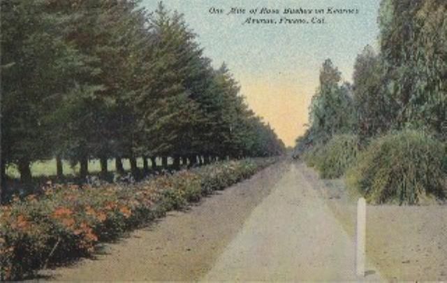 FRESNO, CA One Mile Rose Bushes Kearney Ave Postcard  