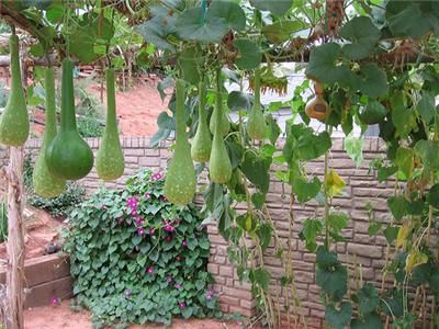 GOURD DIPPER (Lagenaria siceraria) SEEDS  