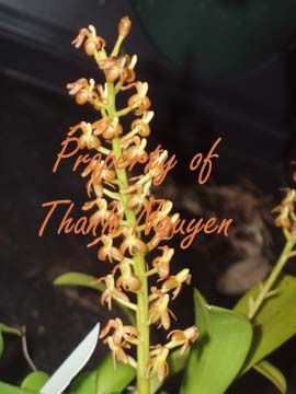   SPECIES Liparis grossa blooming size plant, orange flowers  